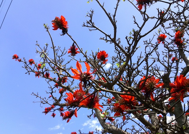 デイゴの花